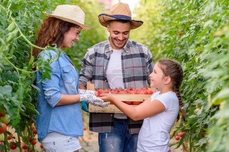 Téléchargez les photos : Famille travaillant ensemble dans la cueillette de tomates en serre - en image libre de droit