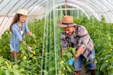 Téléchargez les photos : Homme et femme cultivant des légumes biologiques en serre. Petite entreprise familiale. - en image libre de droit