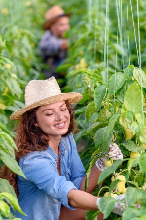 Foto de Mujer cultivando verduras orgánicas en invernadero. Pequeña empresa familiar. - Imagen libre de derechos