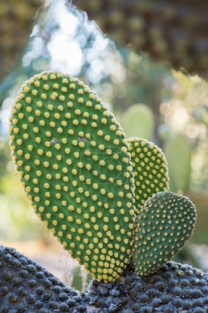 Foto de Primer plano de los cactus en el jardín - Imagen libre de derechos