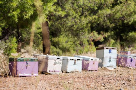 Foto de Las colmenas con las abejas en la fila sobre el fondo del campo verde - Imagen libre de derechos
