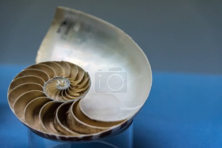 Téléchargez les photos : Belle coquille spirale sur fond blanc - en image libre de droit