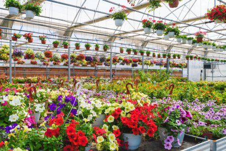 Téléchargez les photos : Serre avec différentes fleurs et plantes - en image libre de droit