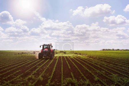Foto de Combinar el trabajo en un campo de trigo en una mañana de verano. - Imagen libre de derechos