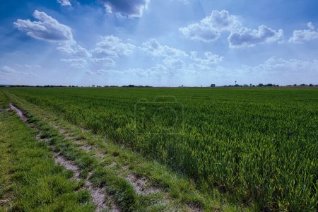 Photo for Green field with blue sky and clouds - Royalty Free Image