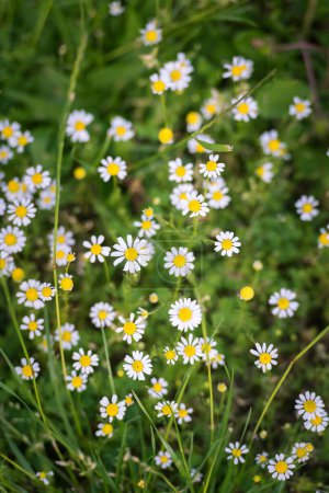 Photo for White chamomile flowers in the garden - Royalty Free Image