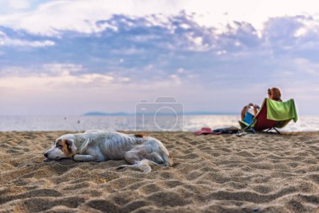 Téléchargez les photos : Chien couché sur la plage - en image libre de droit