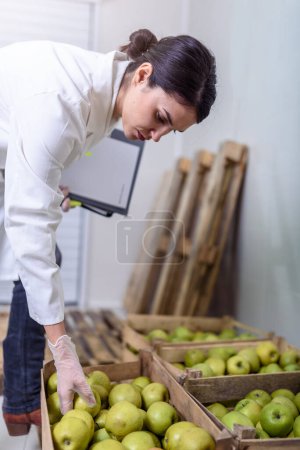 Foto de Especialista en Calidad de los Alimentos y Control de Salud Comprobación de Manzanas - Imagen libre de derechos