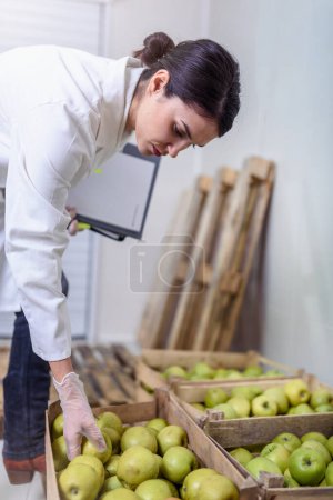 Foto de Especialista en Calidad de los Alimentos y Control de Salud Comprobación de Manzanas - Imagen libre de derechos