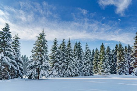 Téléchargez les photos : Forêt hivernale sous la nouvelle neige en Thuringe, Allemagne - en image libre de droit