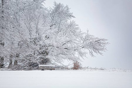 Foto de Paisaje invernal cerca de Masserberg en Turingia, Alemania - Imagen libre de derechos