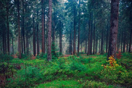 Téléchargez les photos : Forêt sempervirente brumeuse le matin - en image libre de droit