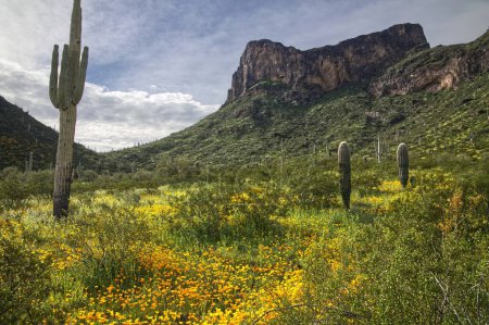 Foto de Super Bloom de flores silvestres en Picacho Peak State Park Arizona _ 0307 - Imagen libre de derechos