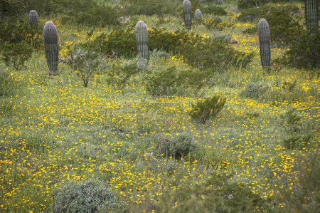 Téléchargez les photos : Super Bloom of wildflowers in Picacho Peak State Park Arizona_0333 - en image libre de droit