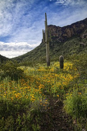Téléchargez les photos : Super Bloom of wildflowers in Picacho Peak State Park Arizona_0308 - en image libre de droit
