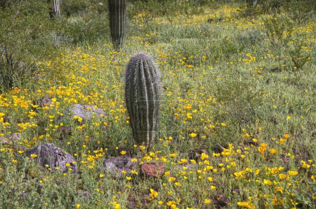 Téléchargez les photos : Super Bloom of wildflowers in Picacho Peak State Park Arizona_0319 - en image libre de droit