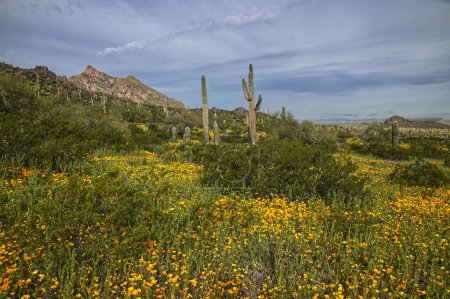 Téléchargez les photos : Super Bloom of wildflowers in Picacho Peak State Park Arizona_0301 - en image libre de droit