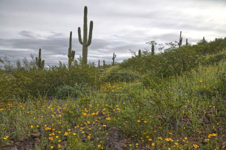 Foto de Super Bloom de flores silvestres en Picacho Peak State Park Arizona _ 0345 - Imagen libre de derechos