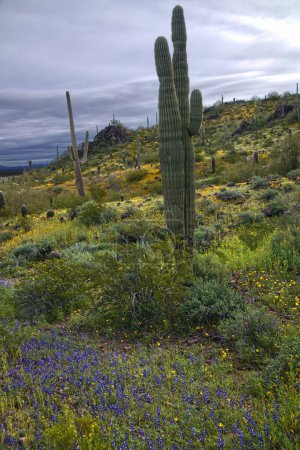 Téléchargez les photos : Super Bloom of wildflowers in Picacho Peak State Park Arizona_0374 - en image libre de droit