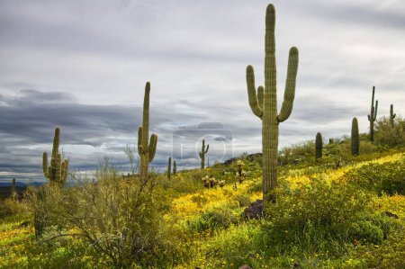 Téléchargez les photos : Super Bloom of wildflowers in Picacho Peak State Park Arizona_0347 - en image libre de droit