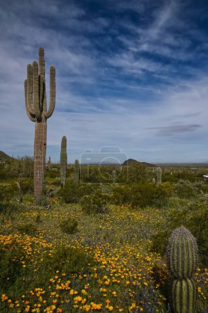 Téléchargez les photos : Super Bloom of wildflowers in Picacho Peak State Park Arizona_0396 - en image libre de droit