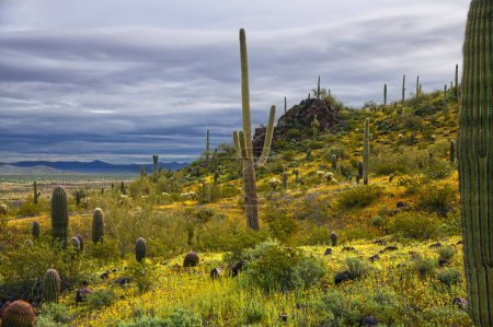 Téléchargez les photos : Super Bloom of wildflowers in Picacho Peak State Park Arizona_0375 - en image libre de droit
