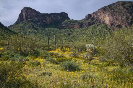 Téléchargez les photos : Super Bloom of wildflowers in Picacho Peak State Park Arizona_0392 - en image libre de droit