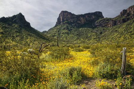 Téléchargez les photos : Super Bloom de fleurs sauvages dans Picacho Peak State Park Arizona _ 0400 - en image libre de droit