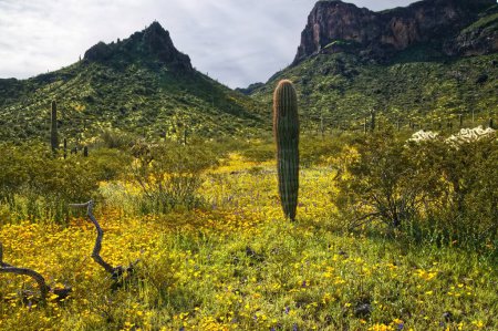Foto de Super Bloom de flores silvestres en Picacho Peak State Park Arizona _ 0404 - Imagen libre de derechos