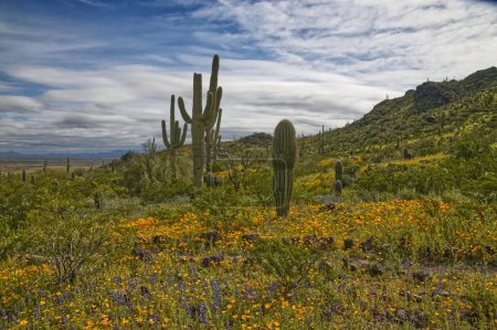 Téléchargez les photos : Super Bloom of wildflowers in Picacho Peak State Park Arizona_0408 - en image libre de droit
