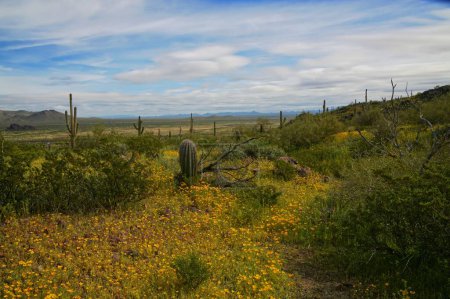Foto de Super Bloom de flores silvestres en Picacho Peak State Park Arizona _ 0411 - Imagen libre de derechos