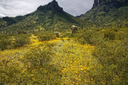 Téléchargez les photos : Super Bloom of wildflowers in Picacho Peak State Park Arizona_0406 - en image libre de droit
