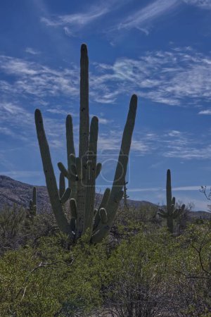 Téléchargez les photos : Parc national du Saguaro - Est - District de Rincon Mountain _ 0468 - en image libre de droit