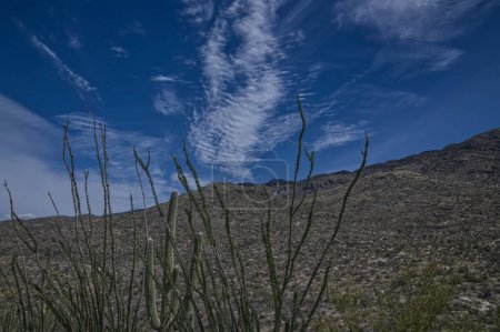 Téléchargez les photos : Parc national du Saguaro - Est - District de Rincon Mountain _ 0482 - en image libre de droit