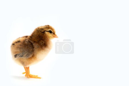 Photo for Newly hatched French Faverolles chicks isolated on white background - selective focus, copy space - Royalty Free Image