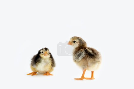 Photo for Newly hatched French Faverolles chicks isolated on white background - selective focus, copy space - Royalty Free Image