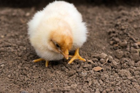 Photo for Extreme close-up of a newly hatched chick on a soil background. Selective focus, copy space. - Royalty Free Image