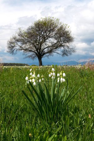 Téléchargez les photos : Spring landscape - a field with blooming marsh snowdrops and fluffy white clouds in the sky. White Summer Snowflake flowers (Leucojum aestivum) in its natural habitat. An ingredient in a drug used to treat poliomyelitis. Selective focus. - en image libre de droit