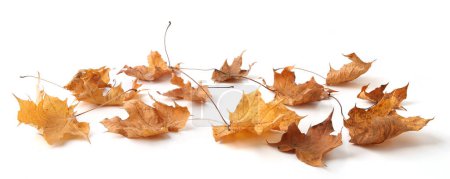 Téléchargez les photos : Feuilles d'érable sèches isolées sur fond blanc. Ensemble de feuilles d'automne brunes. - en image libre de droit
