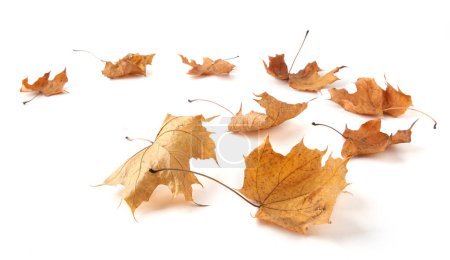 Photo for Dry maple tree leaves isolated on white background. Set of brown autumn leaves. - Royalty Free Image