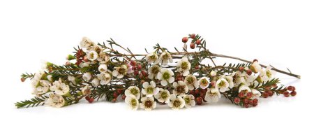 Photo for Waxflowers isolated on white background. Border of flowers Darwinia uncinata, Chamelaucium uncinatum. - Royalty Free Image