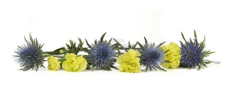 Foto de Flowers green carnations and mediterranean sea holly isolated on white background. Border of Blue sea holly thistles, Eryngium bourgatii and Dianthus caryophyllus. - Imagen libre de derechos