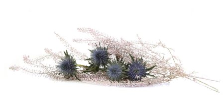Foto de Flowers Mediterranean sea holly and floristic plants isolated on white background. Blue sea holly thistles, Eryngium bourgatii. - Imagen libre de derechos