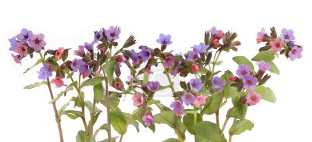 Photo for Wild spring forest flowers Lungwort isolated on white background. Small wildflowers Pulmonaria obscura, Unspotted lungwort. - Royalty Free Image