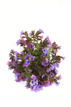 Photo for Wild spring forest flowers Lungwort isolated on white background. Small wildflowers Pulmonaria obscura, Unspotted lungwort. - Royalty Free Image