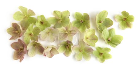 Snow rose Hellebore isolated on white background.  Evergreen flower Hellebore, Christmas rose, blooms in winter outdoors when the weather is cold and snow.