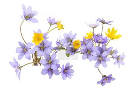 Premières fleurs printanières Anemone hepatica et Ficaria verna isolées sur fond blanc. Bordure de fleurs sauvages jaunes bleues de la forêt hépatique et celandine ou pilewort moindre.