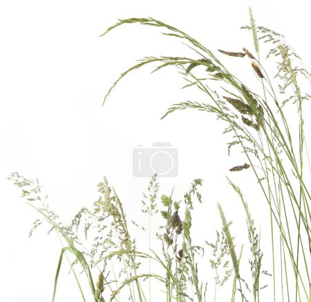 Hierbas dobladas espiguillas flores prado silvestre plantas aisladas sobre fondo blanco. Flores de hierba silvestre fresca abstracta, hierbas, vista superior.