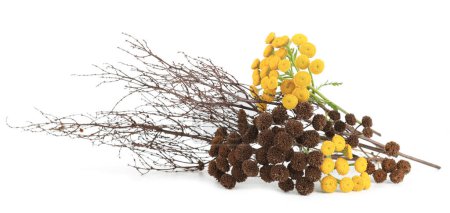 Flowering and dried herbaceous plants Tansy isolated on white background. Border of wild  flowers herbs Tanacetum vulgare. Autumn color concept.