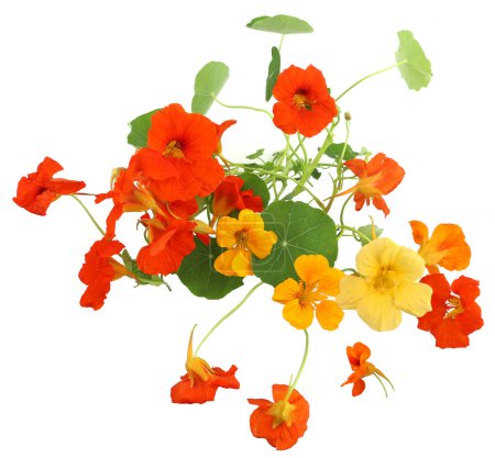 Flowers Nasturtiums isolated on white background, top view. Bunch of garden flowers Tropaeolum.